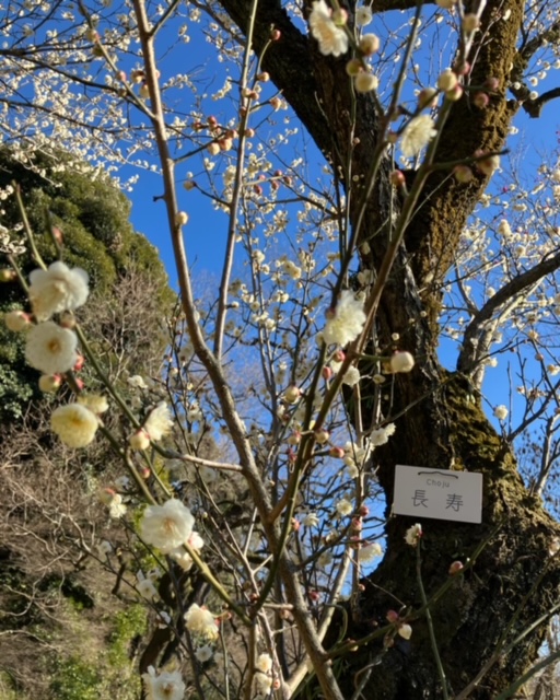 小石川植物園の早咲きの梅「長寿」